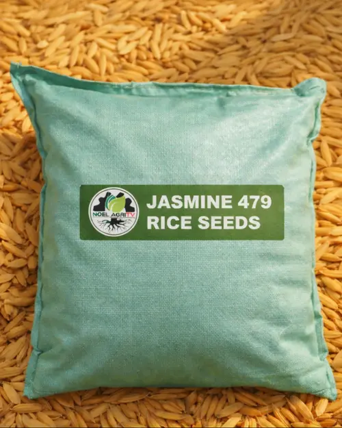 Jasmine 479 Rice Seeds