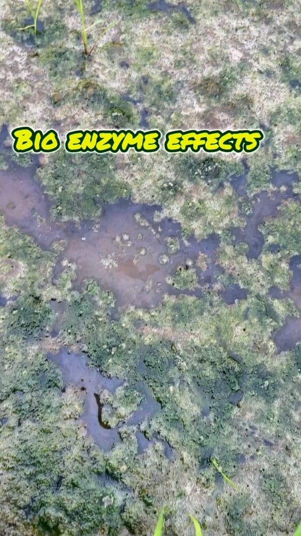 Effects of Bio Enzyme Decomposer