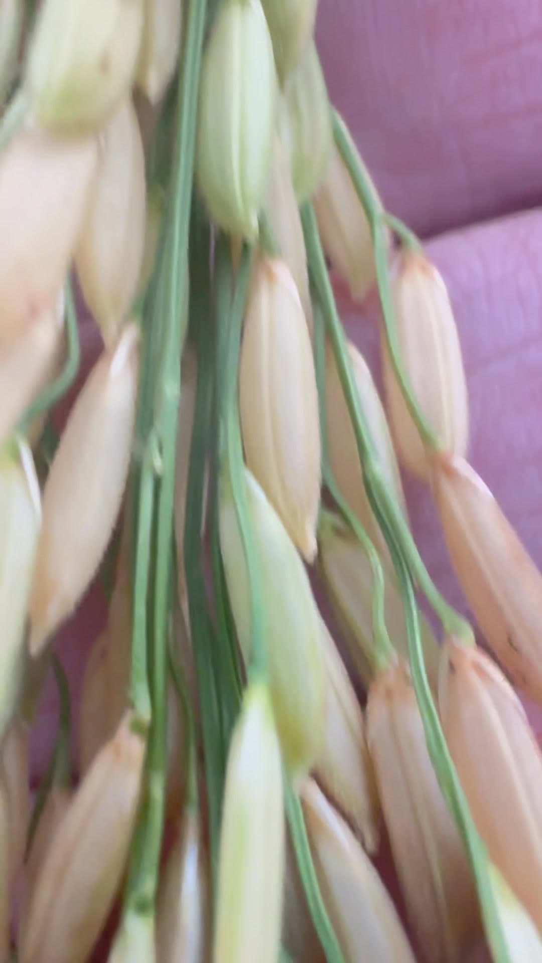 Bio Plant Booster sa Dapog Day 5