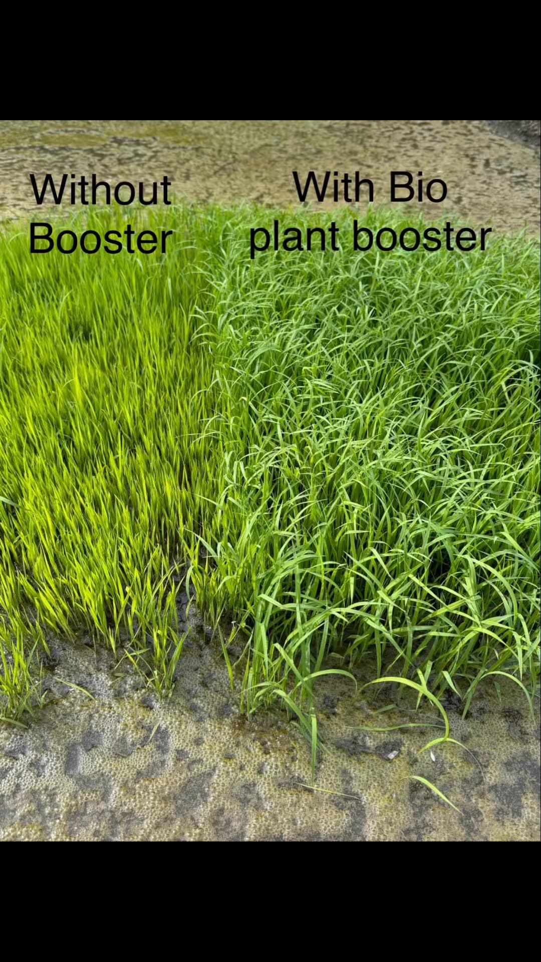 Bio Plant Booster at Bio Enzyme
