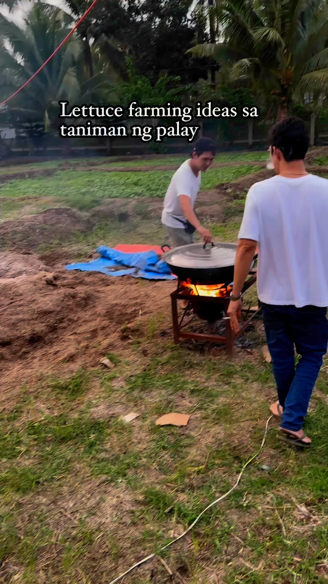 Lettuce Farming Ideas sa Taniman ng Palay