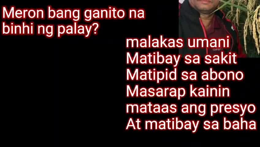 Tamang Binhi ng Palay — Susi sa Matagumpay na Pagsasaka